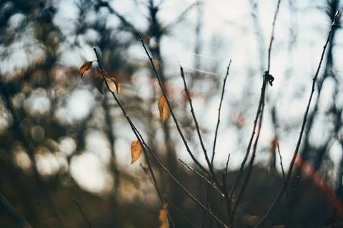 Close-up view of delicate autumn branches with a few remaining dry leaves Stock Photos