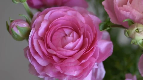 Close view of delicate blooming pink ranunculus asiaticus with soft background Stock Footage 330401643