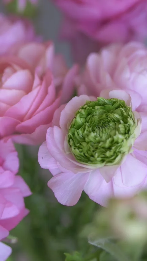 Close view of delicate blooming pink ranunculus asiaticus with soft background Stock Footage 330480932