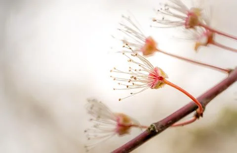 Close-Up View of Delicate Blossoms Beginning to Bloom in Early Spring Stock Photos