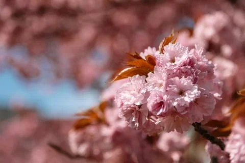 Close-up view of delicate cherry blossoms with soft natural lighting and blurred Stock Photos