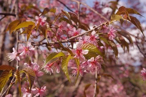 A close-up view of delicate cherry blossoms in full bloom with beautiful pi.. Foto stock