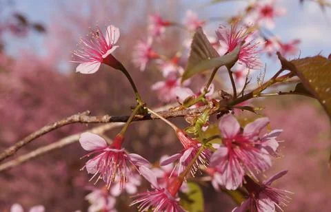 A close-up view of delicate cherry blossoms in full bloom with beautiful pi.. Foto stock