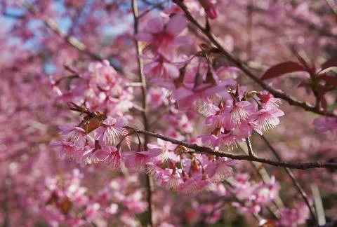 A close-up view of delicate cherry blossoms in full bloom with beautiful pi.. Foto stock