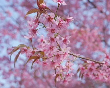 A close-up view of delicate cherry blossoms in full bloom with beautiful pi.. Stock Photos