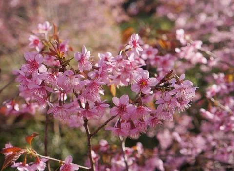 A close-up view of delicate cherry blossoms in full bloom with beautiful pi.. Stock Photos