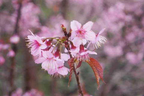 A close-up view of delicate cherry blossoms in full bloom with beautiful pi.. Stock Photos