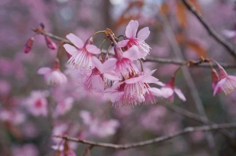 A close-up view of delicate cherry blossoms in full bloom with beautiful pi.. Stock Photos