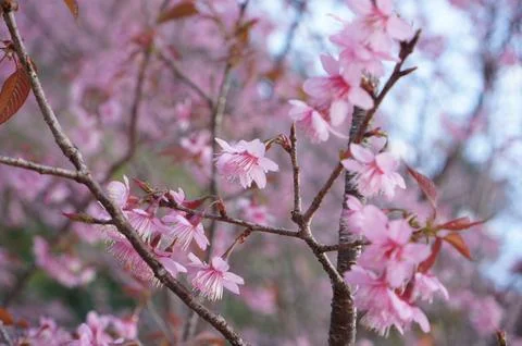 A close-up view of delicate cherry blossoms in full bloom with beautiful pi.. Foto stock
