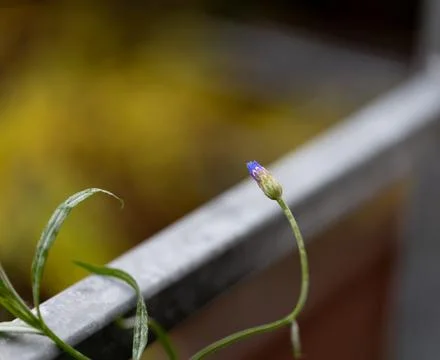 Close-up view of a delicate flower bud growing near a metal railing Stock Photos