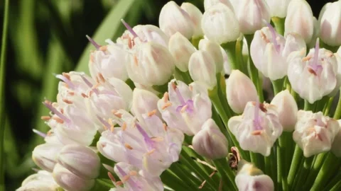 A close view of delicate flowers in bloom. This vibrant display features soft Vídeos de archivo 314727410