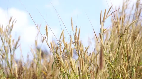 Close-up view of delicate grass blossoms moving gracefully with the wind against Stock-Footage 336565930