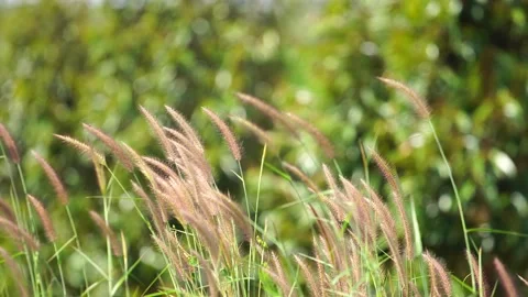 Close view of delicate grass flowers moving with the warm summer wind highlights Video stock 335333661