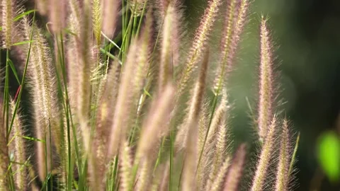 Close view of delicate grass flowers moving with the warm summer wind highlights Video stock 335333671