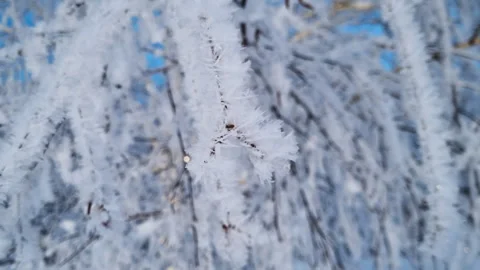 Close-up view of delicate ice crystals forming on a tree branch during a cold Stock Footage 327120494
