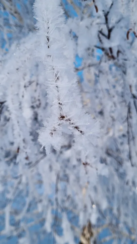 Close-up view of delicate ice crystals forming on a tree branch during a cold Stock Footage 327128039