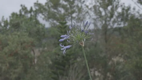 A close-up view of a delicate lavender flower against a blurred background of Stock Footage 332613643