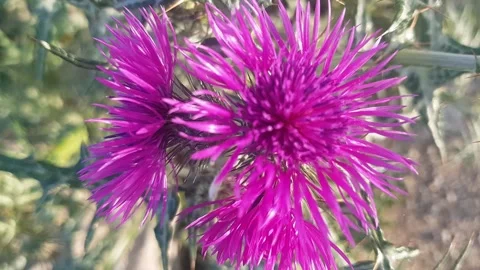Close-up view of a delicate magenta wildflower in full bloom reveals fine petals Stock Footage 344694833