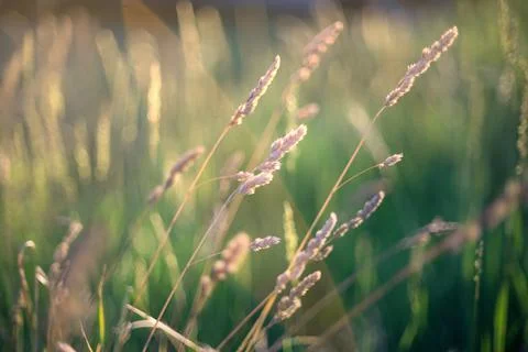 Close-up view of delicate meadow grass backlit by warm evening sun Stock Photos