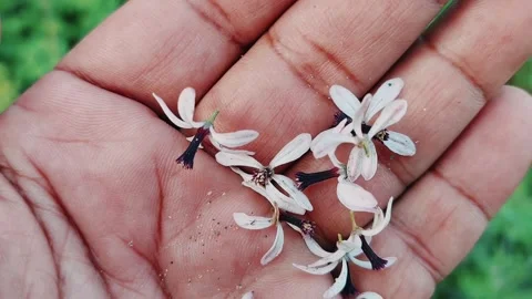 Close Up View Of Delicate Melia Azedarach Chinaberry Tree Flowers Stock Footage 333493623