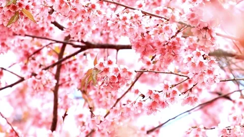 Close-up View of Delicate Pink Cherry Blossoms in Full Bloom Stock Footage 311530559
