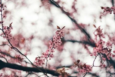 Close-up view of delicate pink cherry plum blossoms blooming on tree branch.. Stock Photos