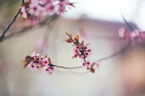 Close-up view of delicate pink cherry plum tree blossoms during springtime Stock Photos