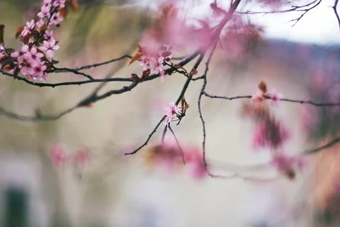Close-up view of delicate pink cherry plum tree blossoms blooming in early .. Stock Photos