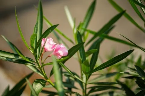 Close-up view of delicate pink oleander flowers blooming among green leaves.. Stock Photos
