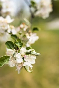 Close-up view of delicate white apple blossoms on a branch, showcasing the Fotos de archivo