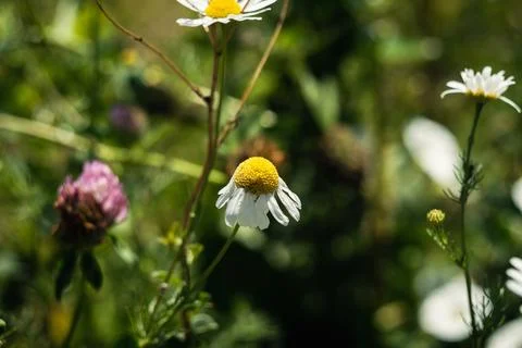 Close-up view of delicate white chamomile flowers blooming in a sunny green.. Stock Photos