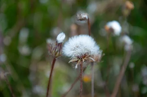 Close up view of a delicate white fluffy dandelion seed head on a long stem.. Stock Photos