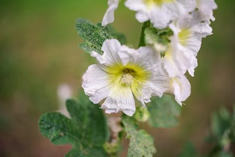 Close-up view of delicate white hollyhock flowers blooming in a garden settin Stock Photos