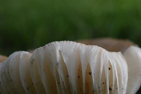Close-up view of delicate white mushroom gills with dark speckles Stock Photos