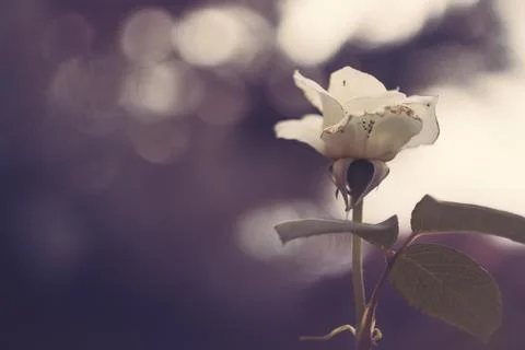 A close-up view of a delicate white rose flower with artistic bokeh backgroun Stock Photos