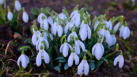 Close up view of delicate white snowdrop flowers growing 库存影片 330659521