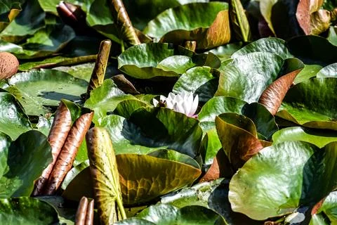 Close-up view of a delicate white water lily blooming amidst lush green lil.. Foto stock