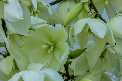 Close-up view of delicate white yucca flowers blooming on a stem in soft na.. Stock Photos