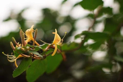 A close-up view of delicate yellow honeysuckle flowers blooming on a green vi Stock Photos