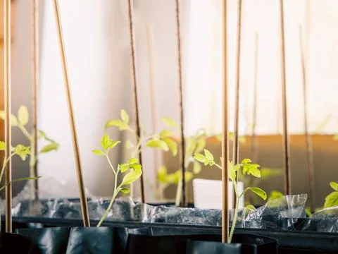 A close-up view of delicate young plants Foto stock