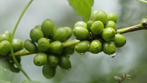 Close-up view of dense, abundant clusters of unripe green coffee cherries g.. Видео 345022719