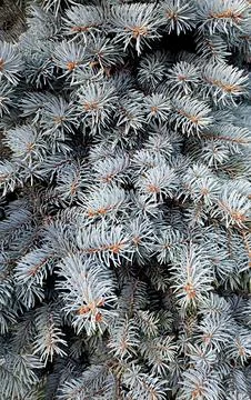 Close-up view of dense blue spruce tree pine needles in daylight Stock Photos