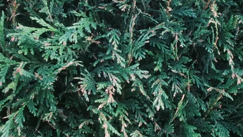 Close up view of dense evergreen shrub leaves Stock Footage 339276323