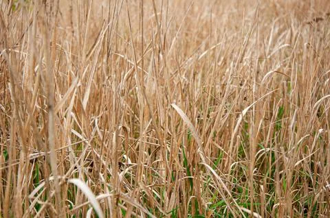 Close up view of a dense field of dry, withered brown autumn grass stems mi.. Stock Photos