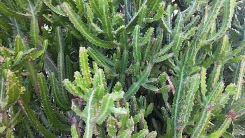Close Up View of Dense Green Cactus Plants in Outdoor Market Stock Footage 339411118
