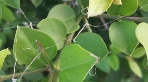 Close Up View of Dense Green Vine Leaves and Wild Creeper Plant Stock-Fotos