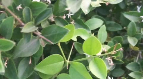 Close Up View of Dense Green Vine Leaves and Wild Creeper Plant Stock-Fotos