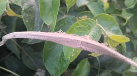 Close Up View of Dense Green Vine Leaves and Wild Creeper Plant Stock-Fotos