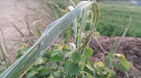 Close Up View of Dense Green Vine Leaves and Wild Creeper Plant 스톡 사진