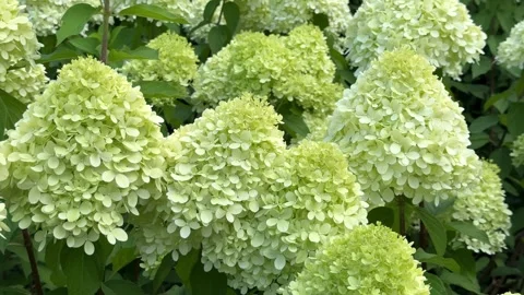 A close-up view of dense lime-green and creamy white panicled hydrangea flower h Vídeos de archivo 345427439